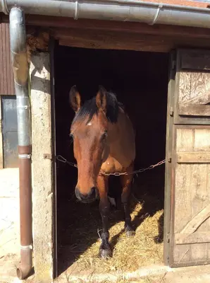 Animaux dans le B&B/chambre d'hôtes ou à proximité
