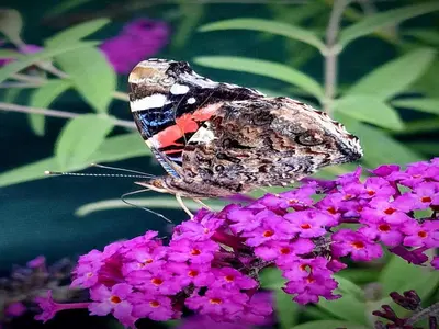 Animaux dans la maison de vacances ou à proximité