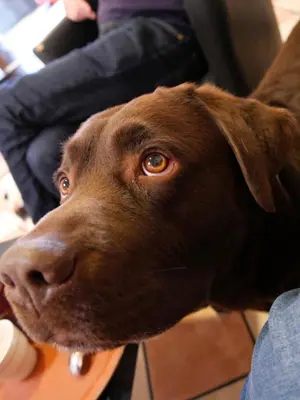 Animal ou animaux domestique(s) séjournant avec des clients dans l'établissement Cit'Hotel Escatel