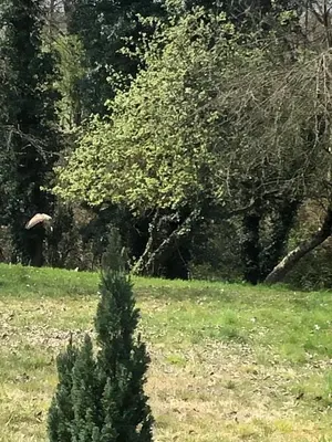 Jardin de l'établissement Relais d’Arbigny