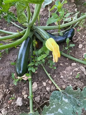 Jardin de l'établissement Domaine Les Hauts Prés