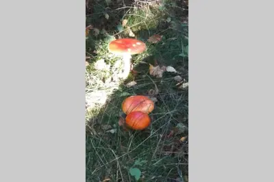 Jardin de l'établissement Gite du hérisson