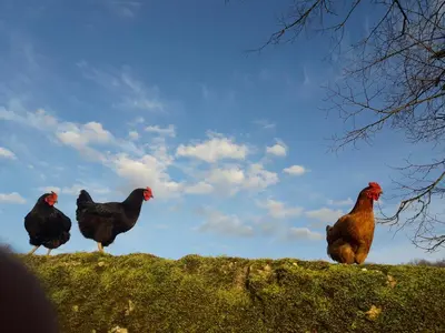 Animaux dans le B&B/chambre d'hôtes ou à proximité