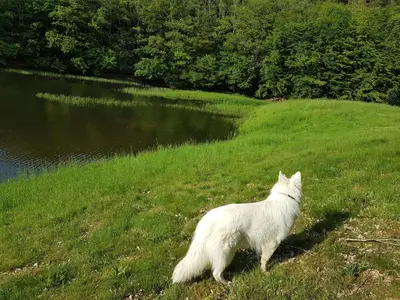 Animal ou animaux domestique(s) séjournant avec des clients dans l'établissement Gîte Le Domaine d Orphée