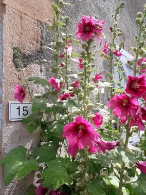 Jardin de l'établissement La Maison du vigneron