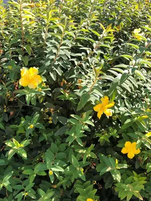 Jardin de l'établissement Petite Maison de campagne dépaysante