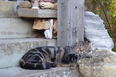 Animal ou animaux domestique(s) séjournant avec des clients dans l'établissement Le coeur du Lys