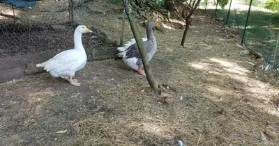 Animaux dans la maison de vacances ou à proximité
