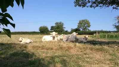 Animaux dans l'appartement ou à proximité