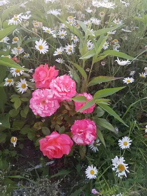Jardin de l'établissement La Lisière du Morvan