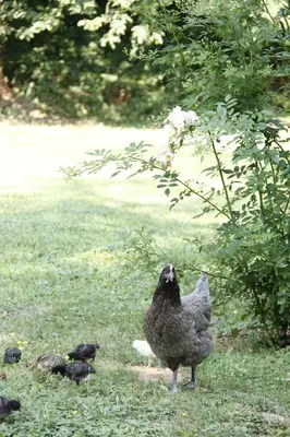 Animaux dans l'appartement ou à proximité