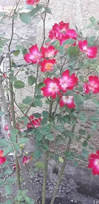 Jardin de l'établissement Chambres d'hôtes La Maison d'Après