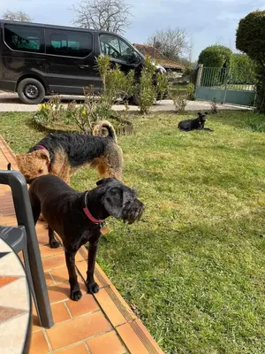 Animal ou animaux domestique(s) séjournant avec des clients dans l'établissement Monis Cottage in der Natur