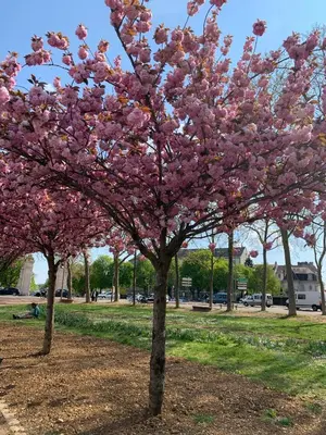 Jardin de l'établissement Le Petit Dijonnais
