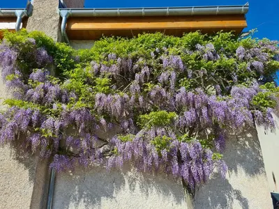 Jardin de l'établissement Les tilleuls
