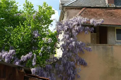 Jardin de l'établissement Relais de la Diligence