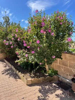 Jardin de l'établissement Gîte les 3 eucalyptus
