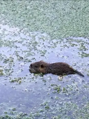 Animaux dans la maison d'hôtes ou à proximité