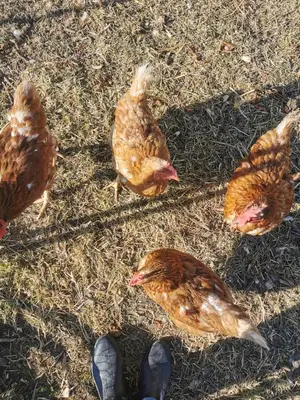 Animaux dans le B&B/chambre d'hôtes ou à proximité