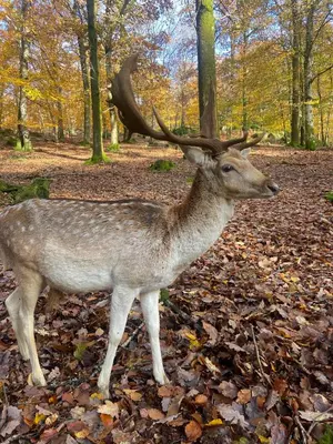 Animaux dans la maison de vacances ou à proximité