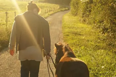 Animal ou animaux domestique(s) séjournant avec des clients dans l'établissement Gite de la Jument grise-calme et tranquillité