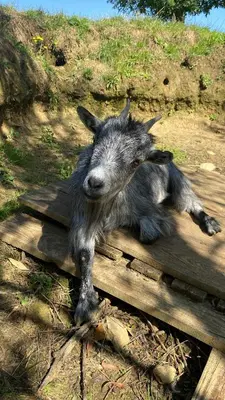 Animaux dans le chalet ou à proximité